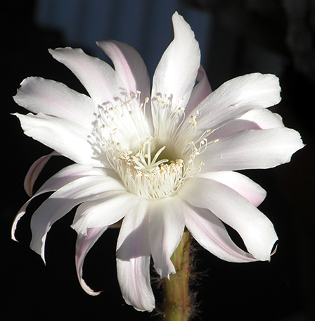 White Bloom on Black photo by Mark Turner