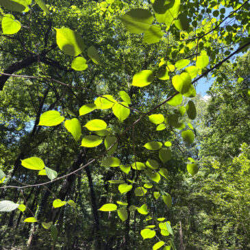 Leaves of Light Remind Us to Hope